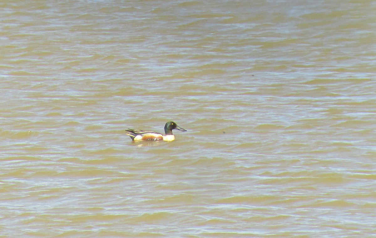 Northern Shoveler - ML109293831