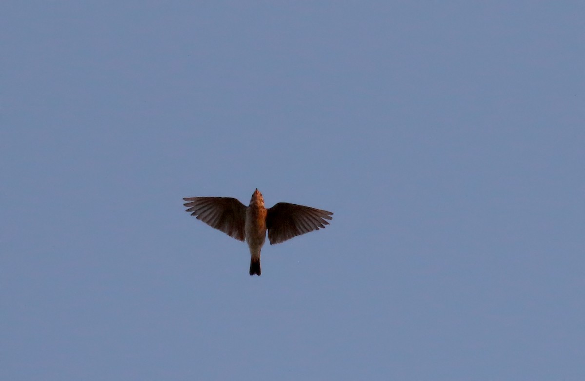 Greater Short-toed Lark - ML109294441