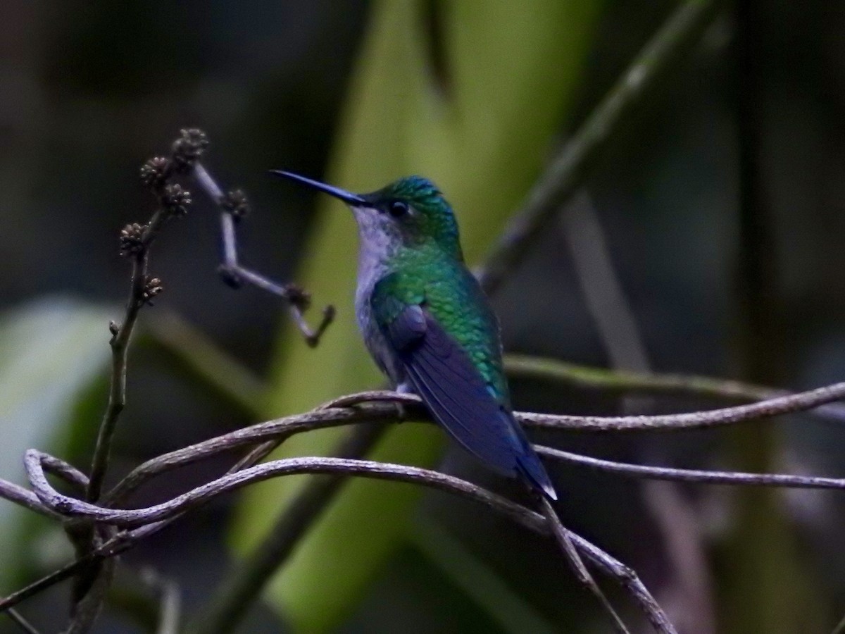 kolibřík fialovotemenný - ML109296981