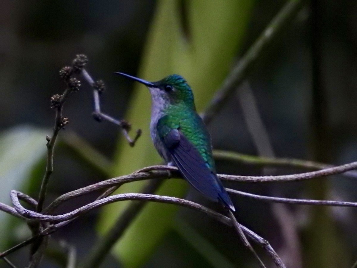 Violet-capped Woodnymph - ML109296981