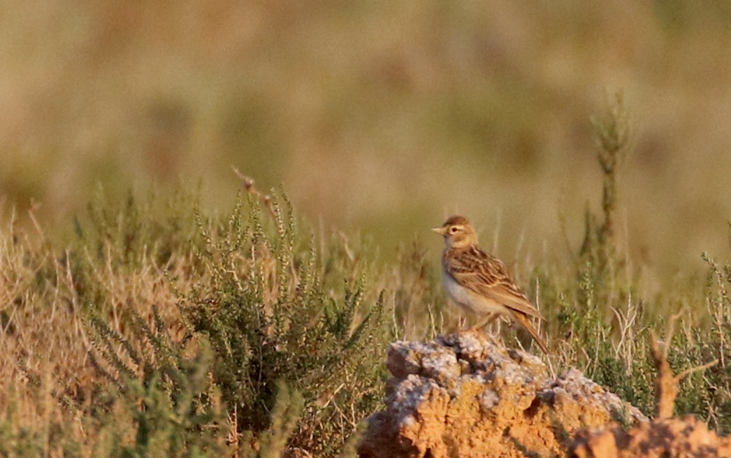 Greater Short-toed Lark - ML109297301