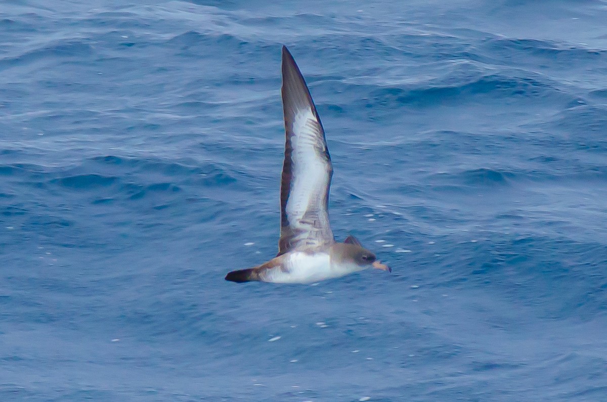 Pink-footed Shearwater - ML109297361