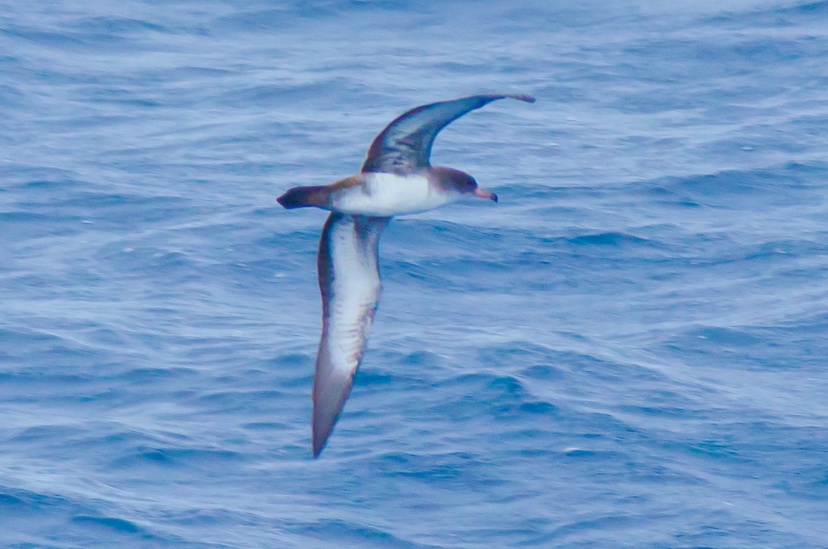 Pink-footed Shearwater - ML109297371
