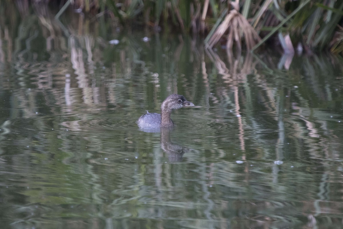 Pied-billed Grebe - ML109298311