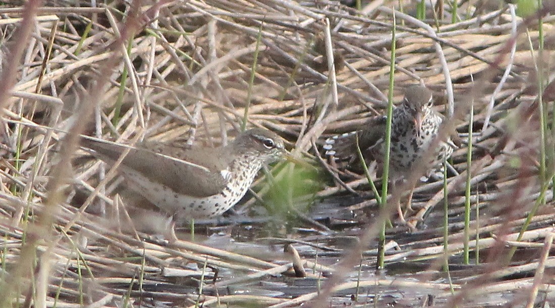 Spotted Sandpiper - ML109299931