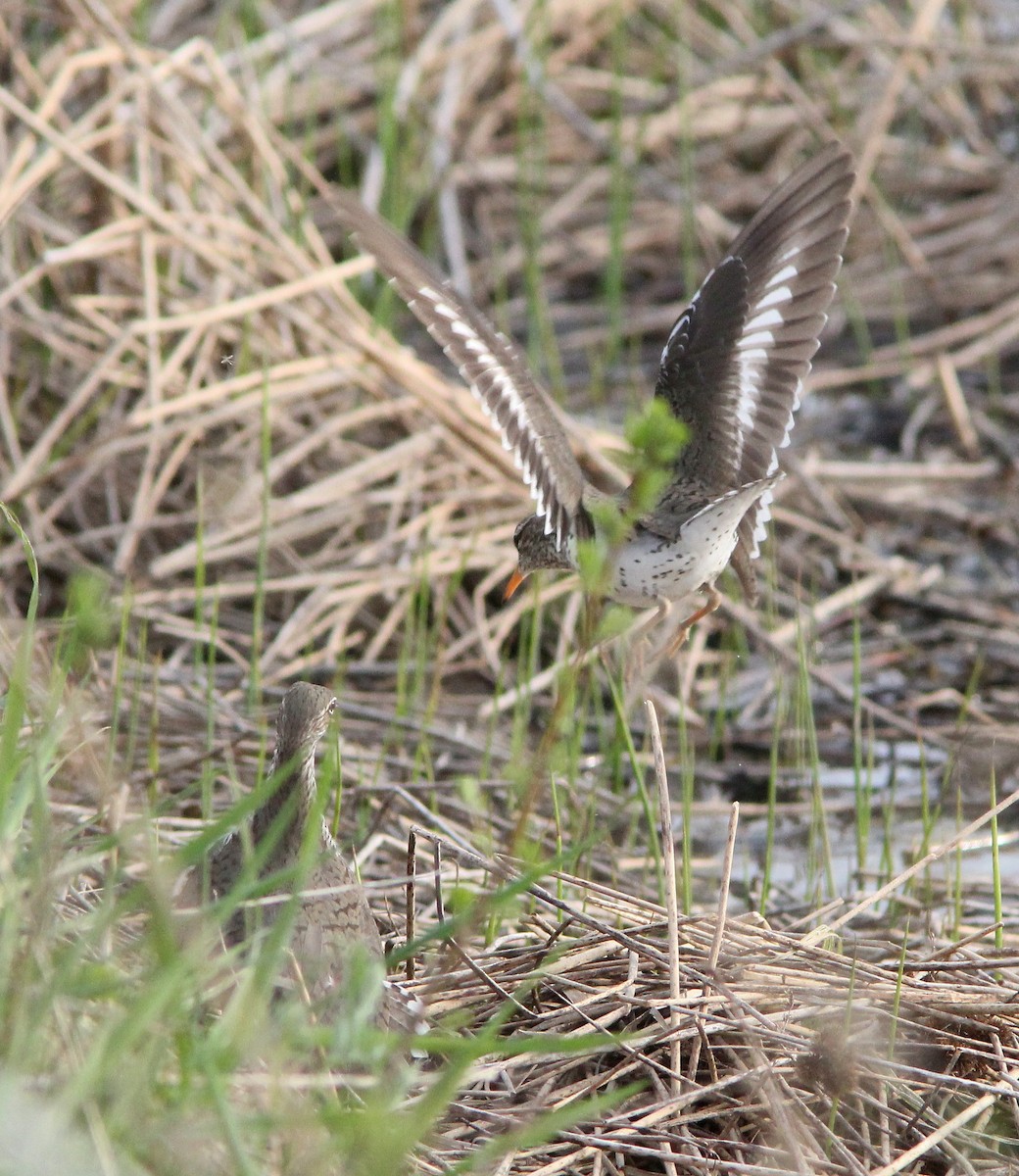 Spotted Sandpiper - ML109300121