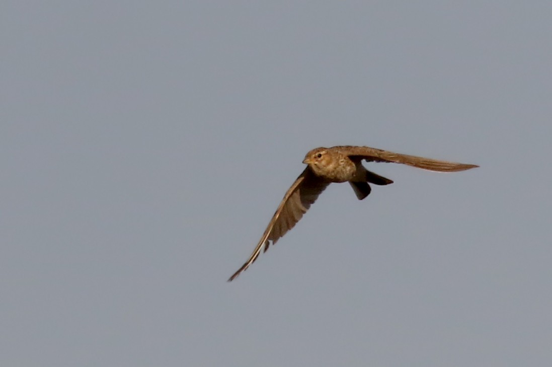 tanımsız Alaudidae sp. - ML109300281