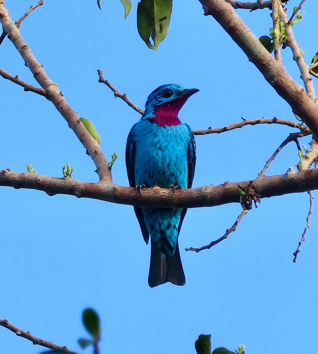 Spangled Cotinga - ML109300661