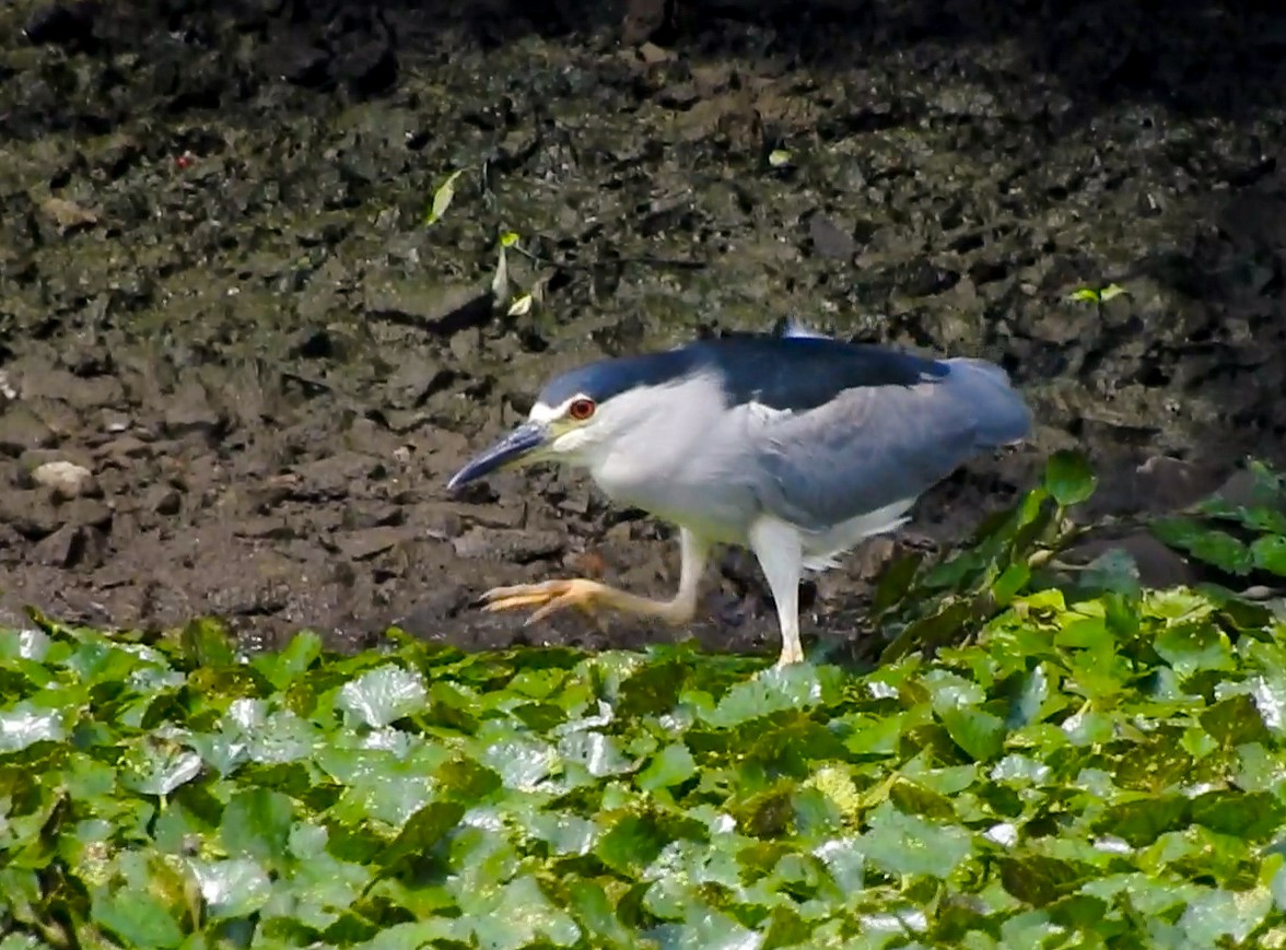 Black-crowned Night Heron - Carena Pooth