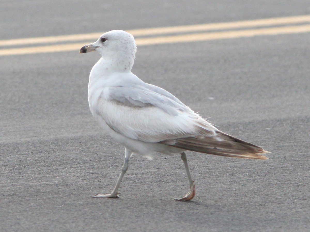 Ring-billed Gull - ML109301171