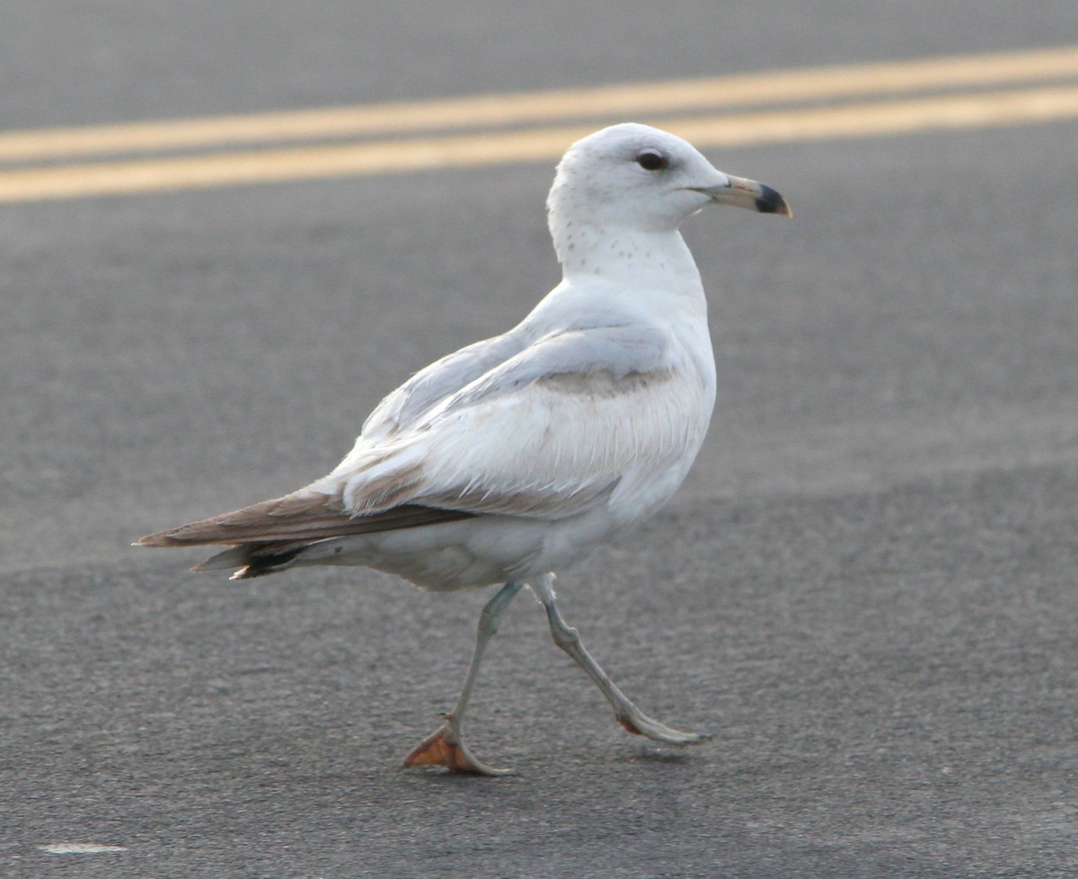 Ring-billed Gull - ML109301181
