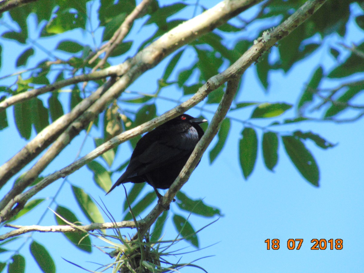 Bronzed Cowbird - ML109301241