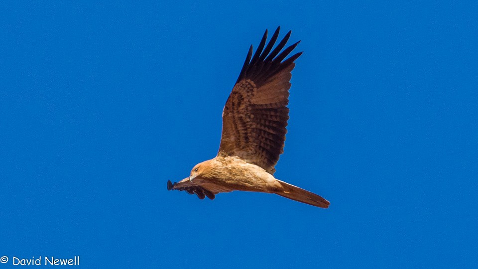 Whistling Kite - David Newell