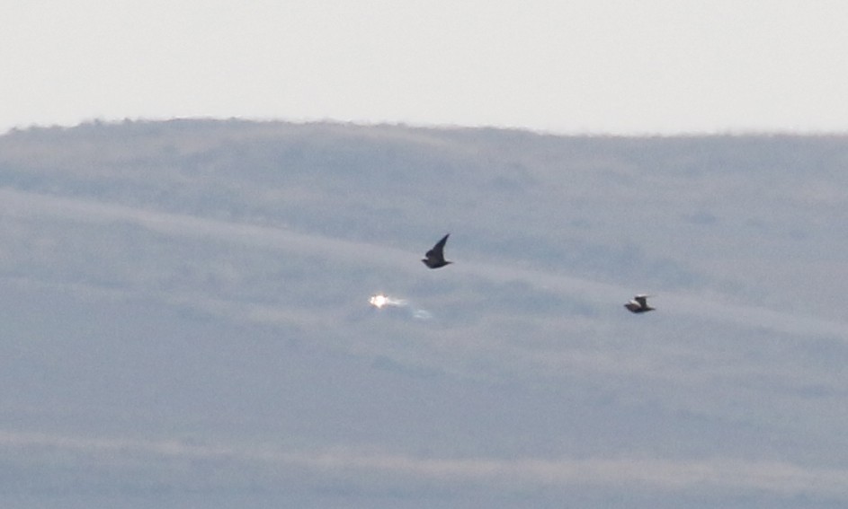 Black-bellied Sandgrouse - Jay McGowan