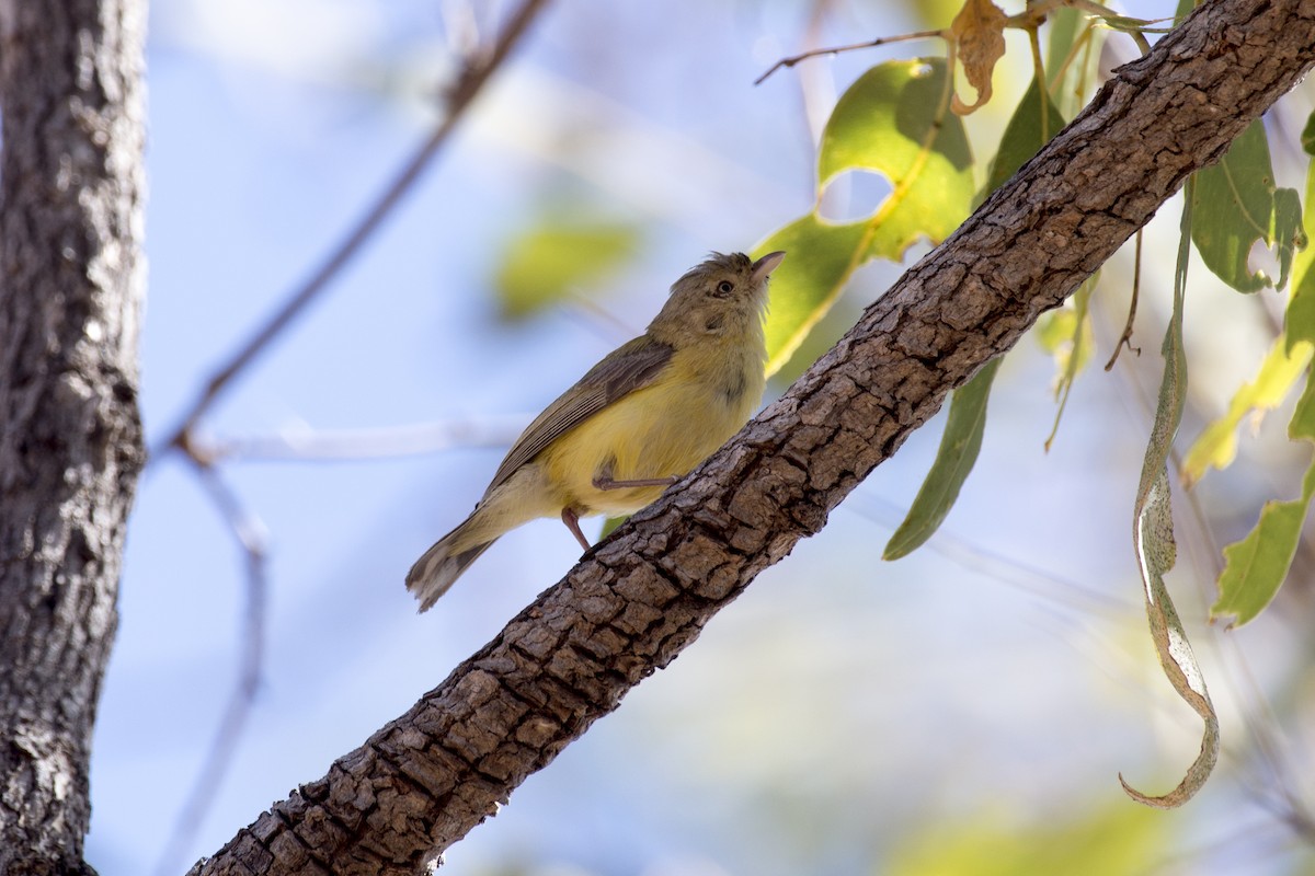 Weebill - ML109302131