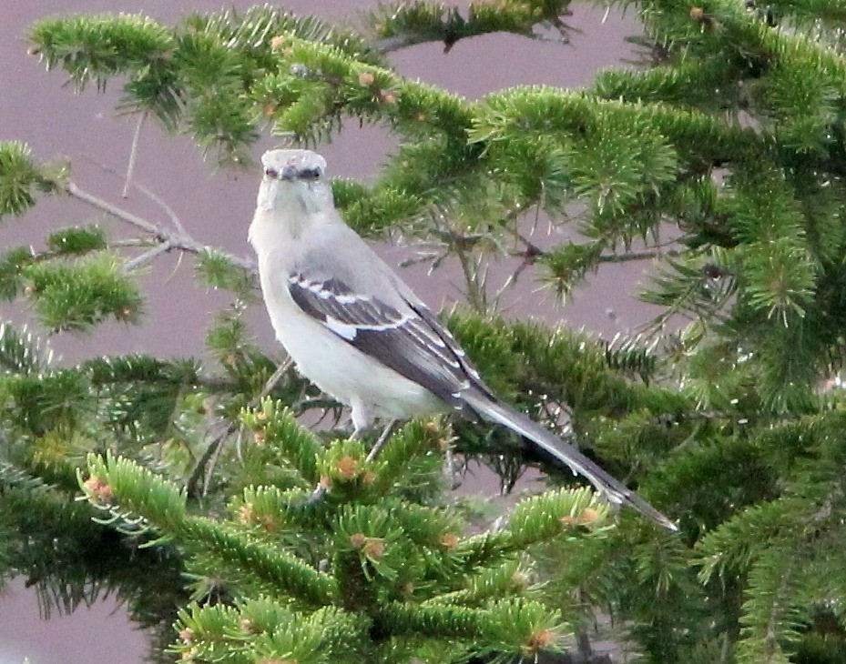 Northern Mockingbird - ML109302551