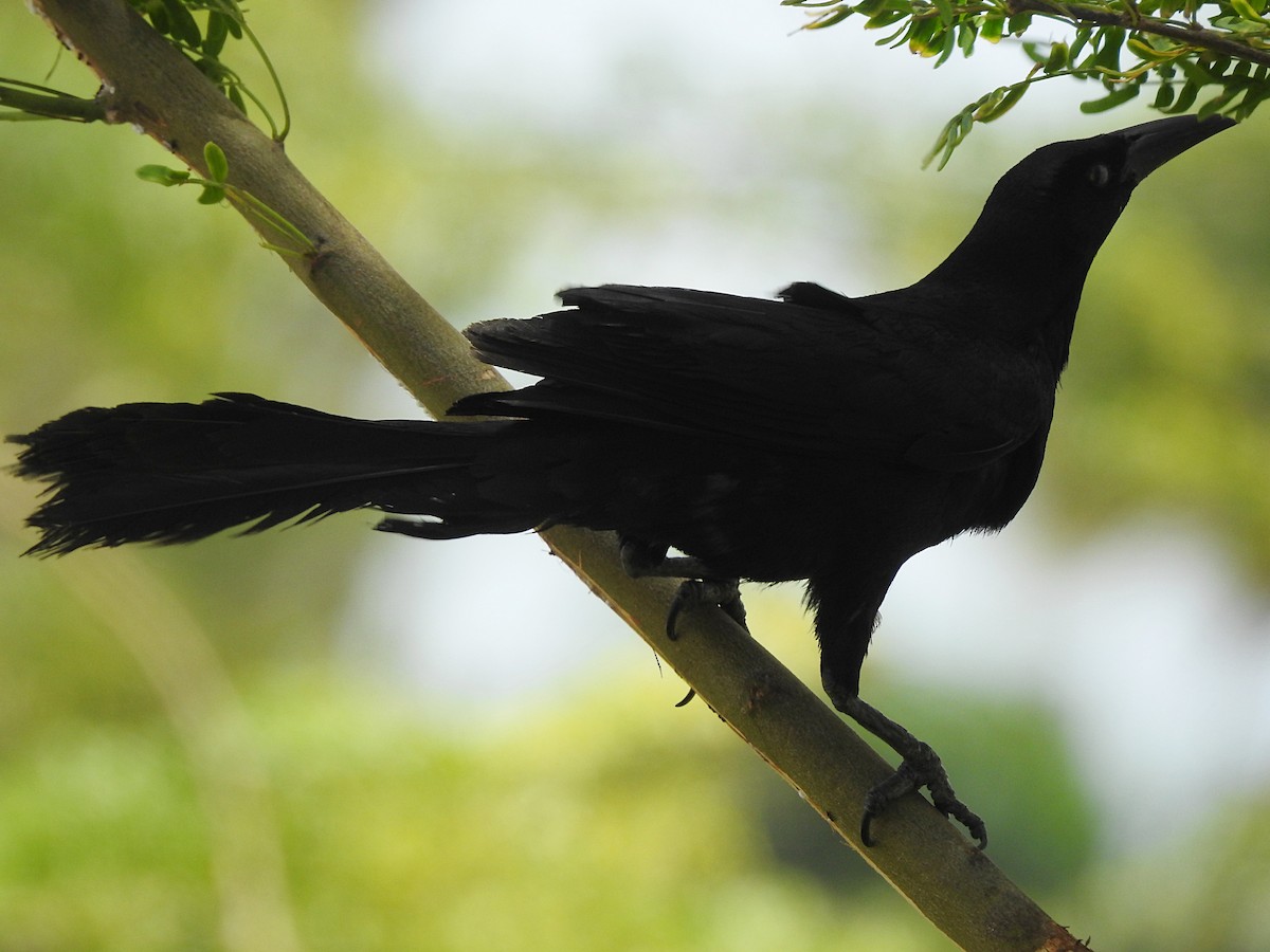 Great-tailed Grackle - ML109302701