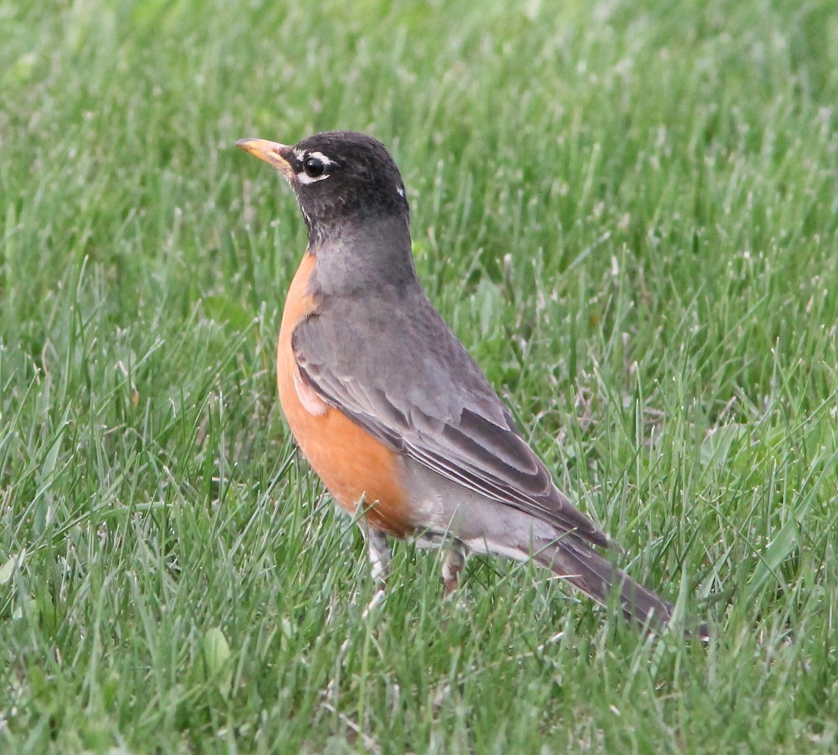 American Robin - ML109302891