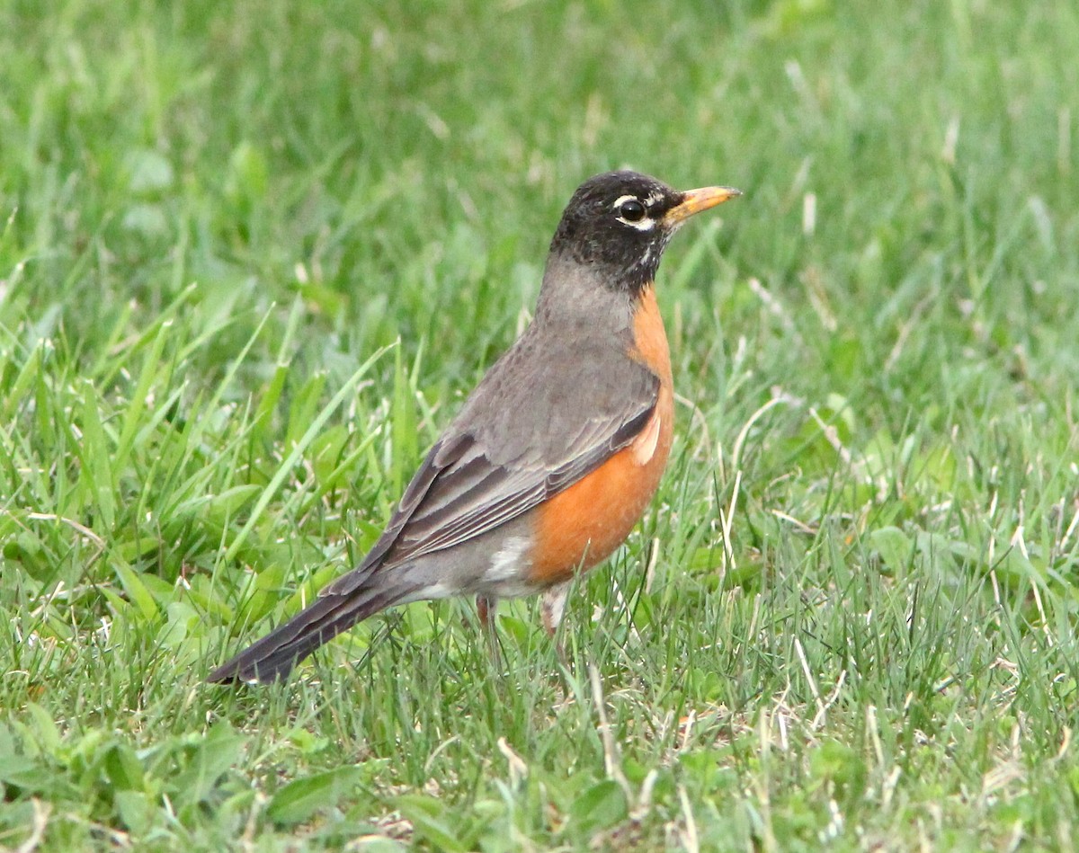 American Robin - ML109302971