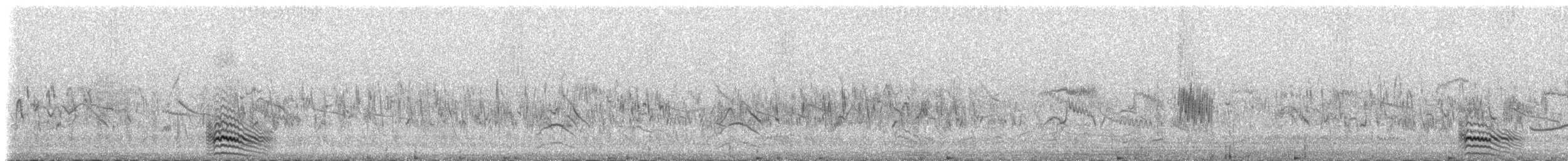 Белобрюхий рябок (alchata) - ML109303381