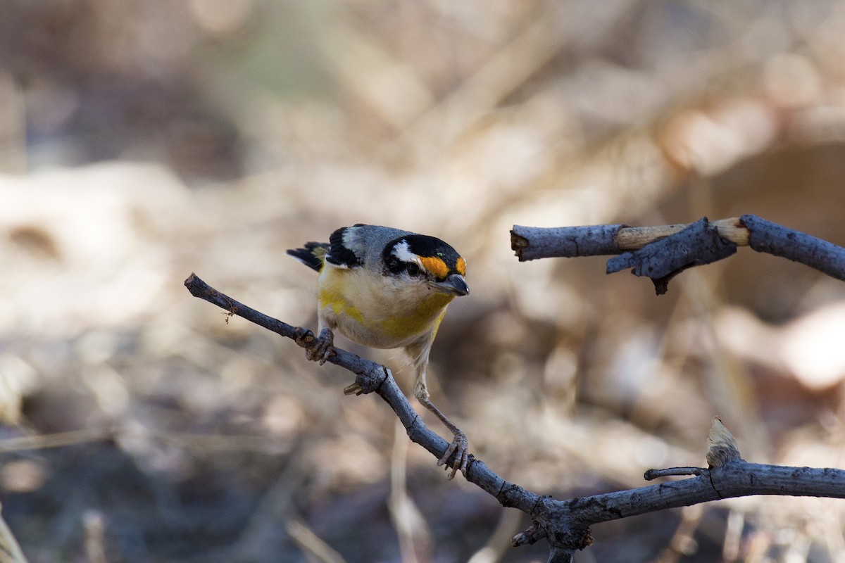 Streifenpanthervogel - ML109303611