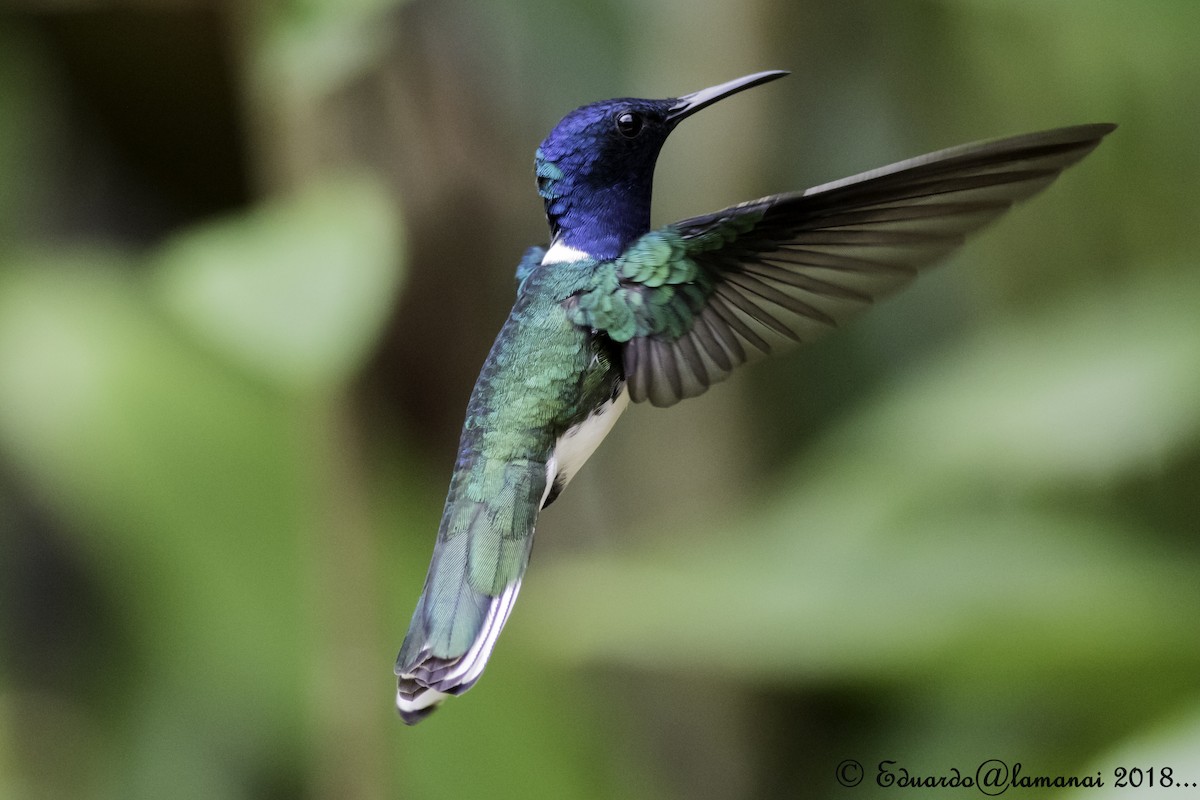 White-necked Jacobin - Jorge Eduardo Ruano