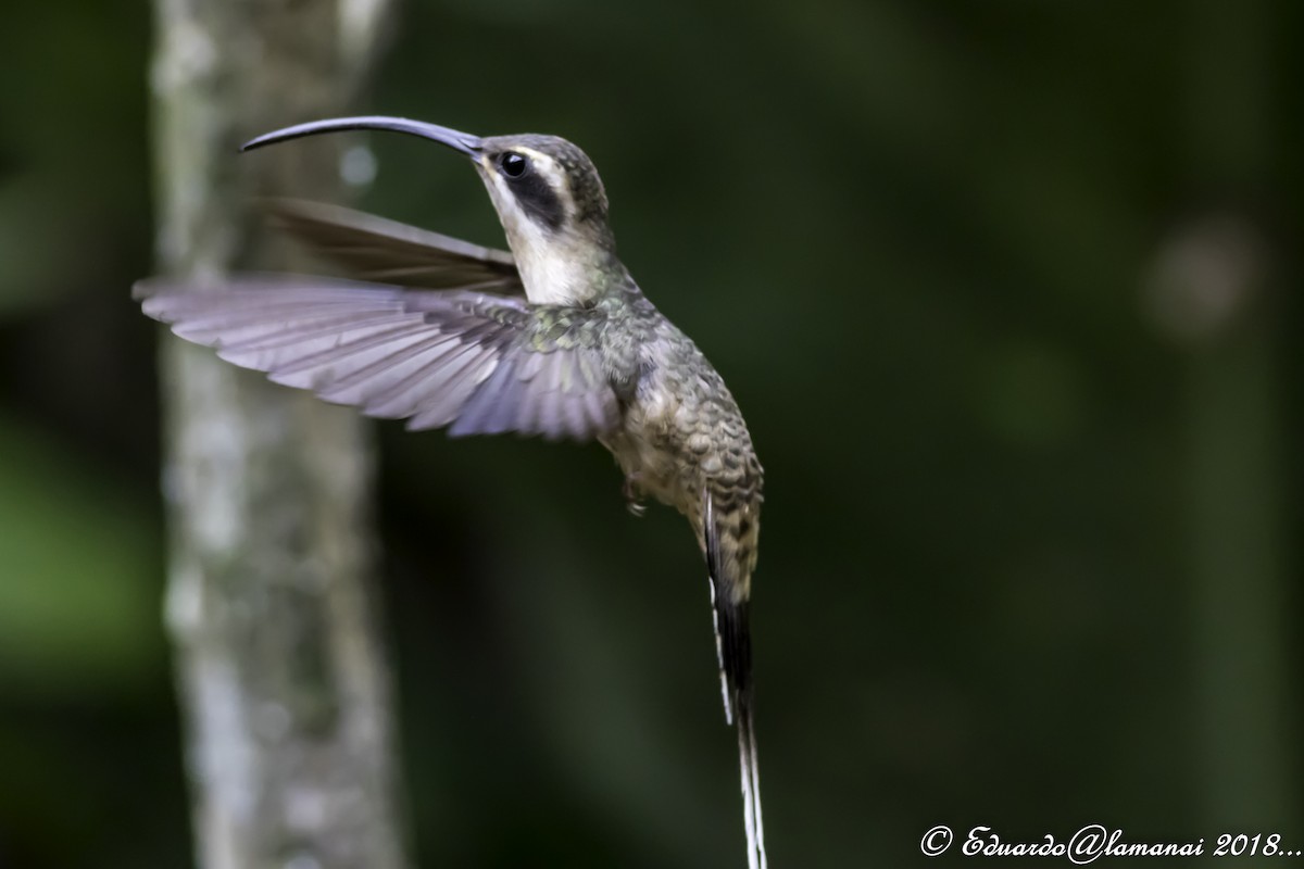 Long-billed Hermit - Jorge Eduardo Ruano
