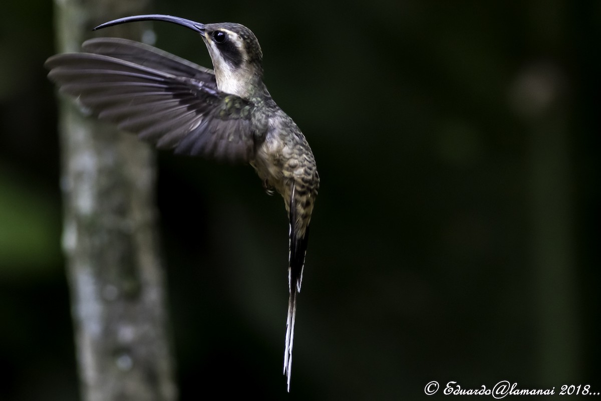 Long-billed Hermit - Jorge Eduardo Ruano