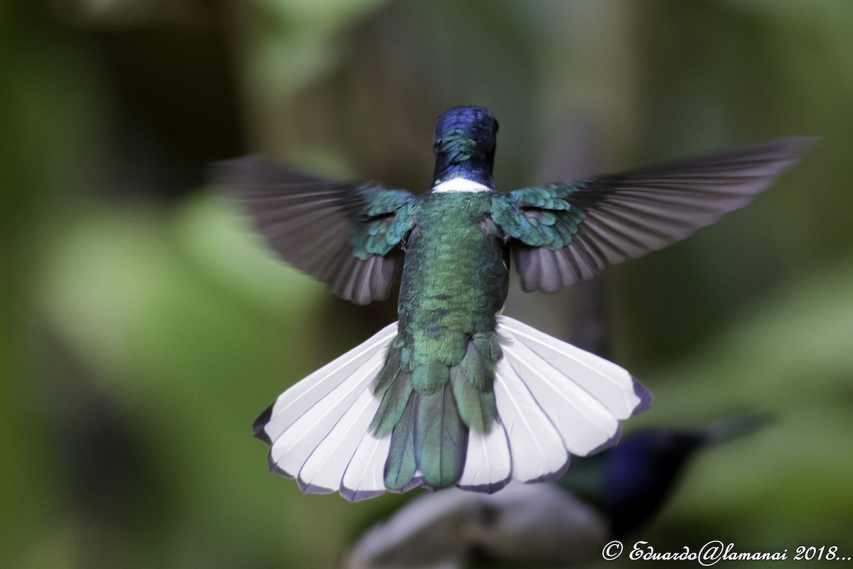 White-necked Jacobin - Jorge Eduardo Ruano