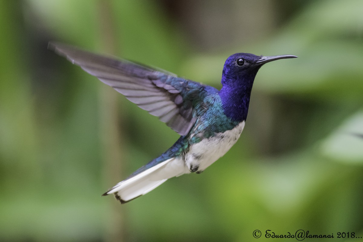 White-necked Jacobin - ML109309141