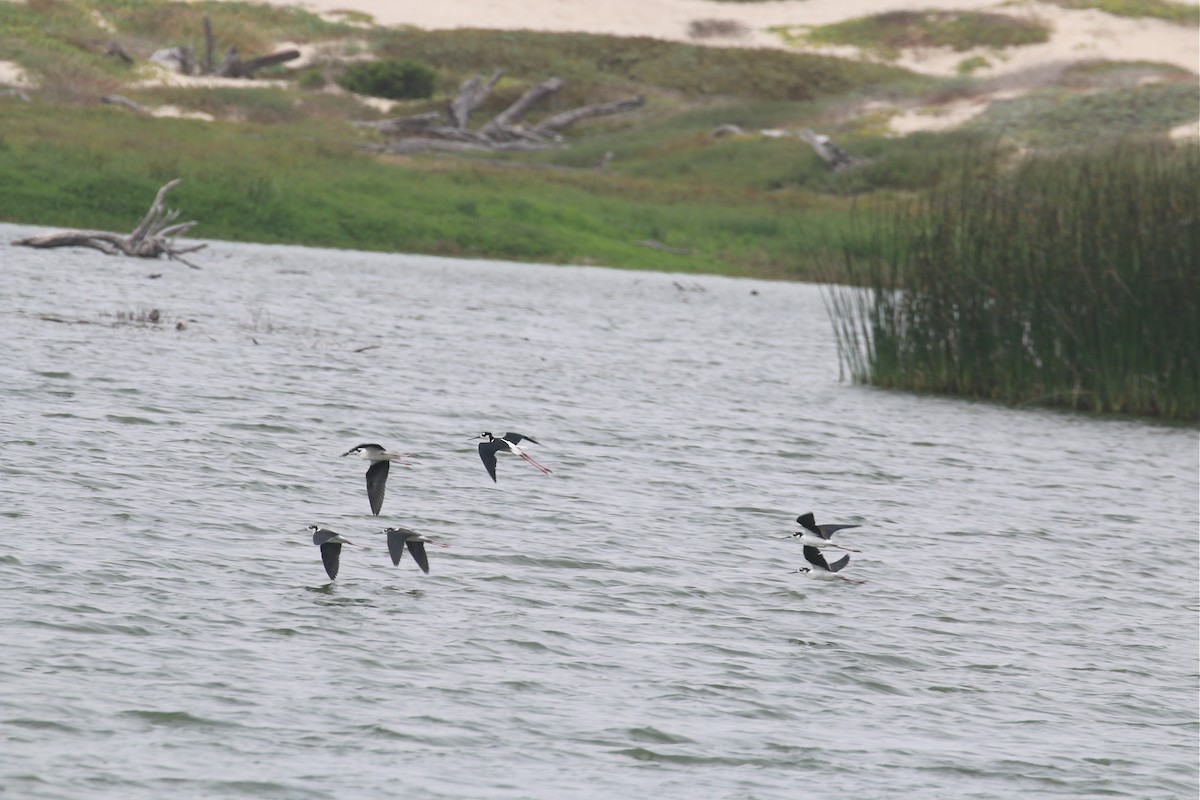 Black-necked Stilt - ML109311361