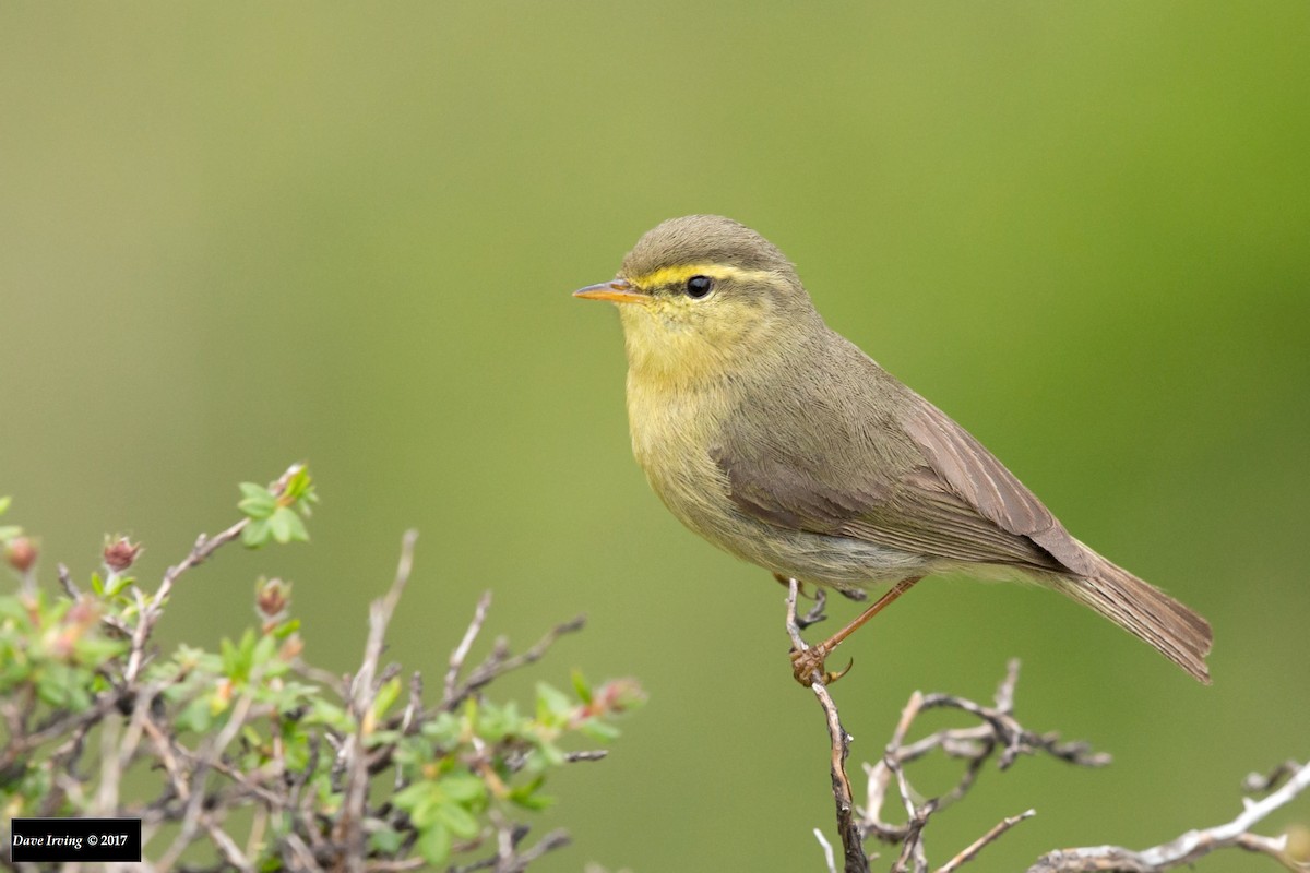 Tickell's Leaf Warbler (Alpine) - ML109311991