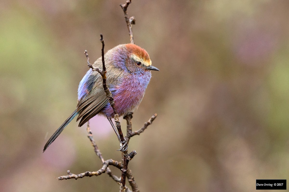 White-browed Tit-Warbler - David Irving