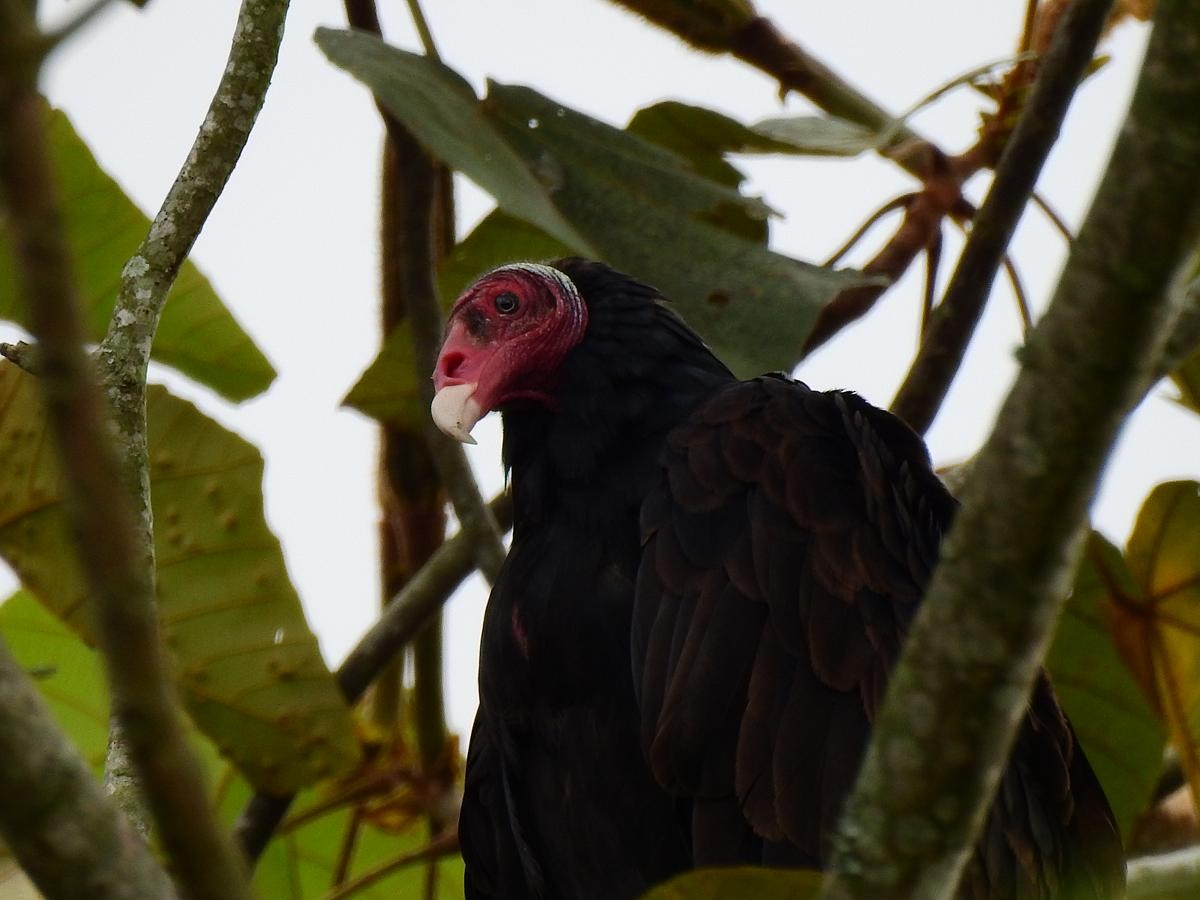 Urubu à tête rouge - ML109313271