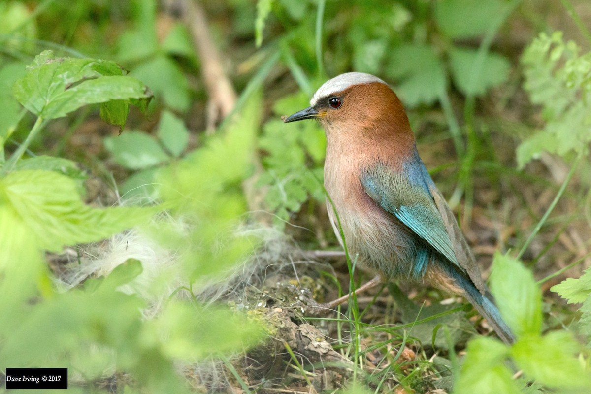 Crested Tit-Warbler - David Irving