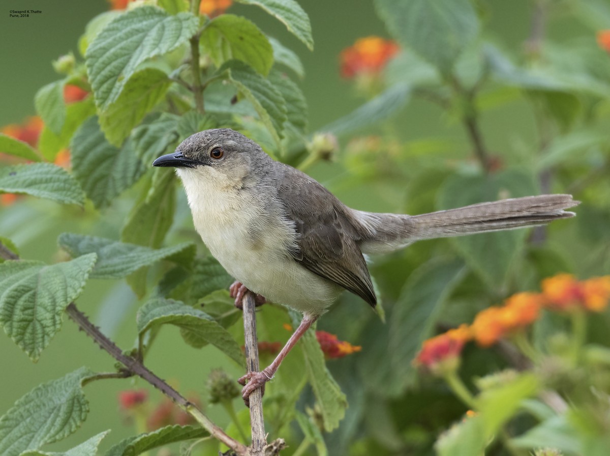 Jungle Prinia - Swapnil Thatte