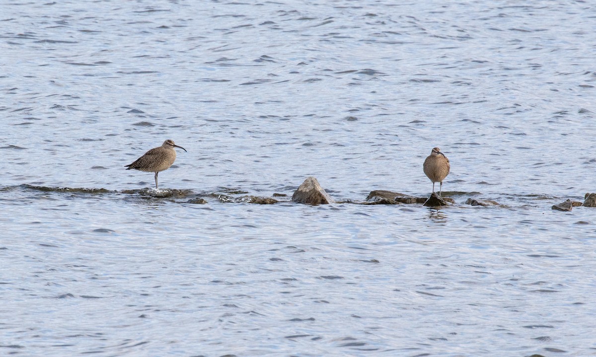 Regenbrachvogel (hudsonicus) - ML109316461