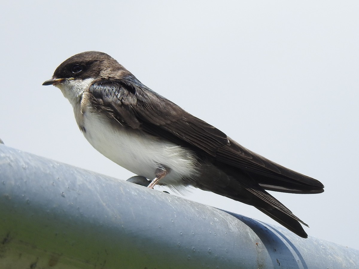 Blue-and-white Swallow - ML109317691