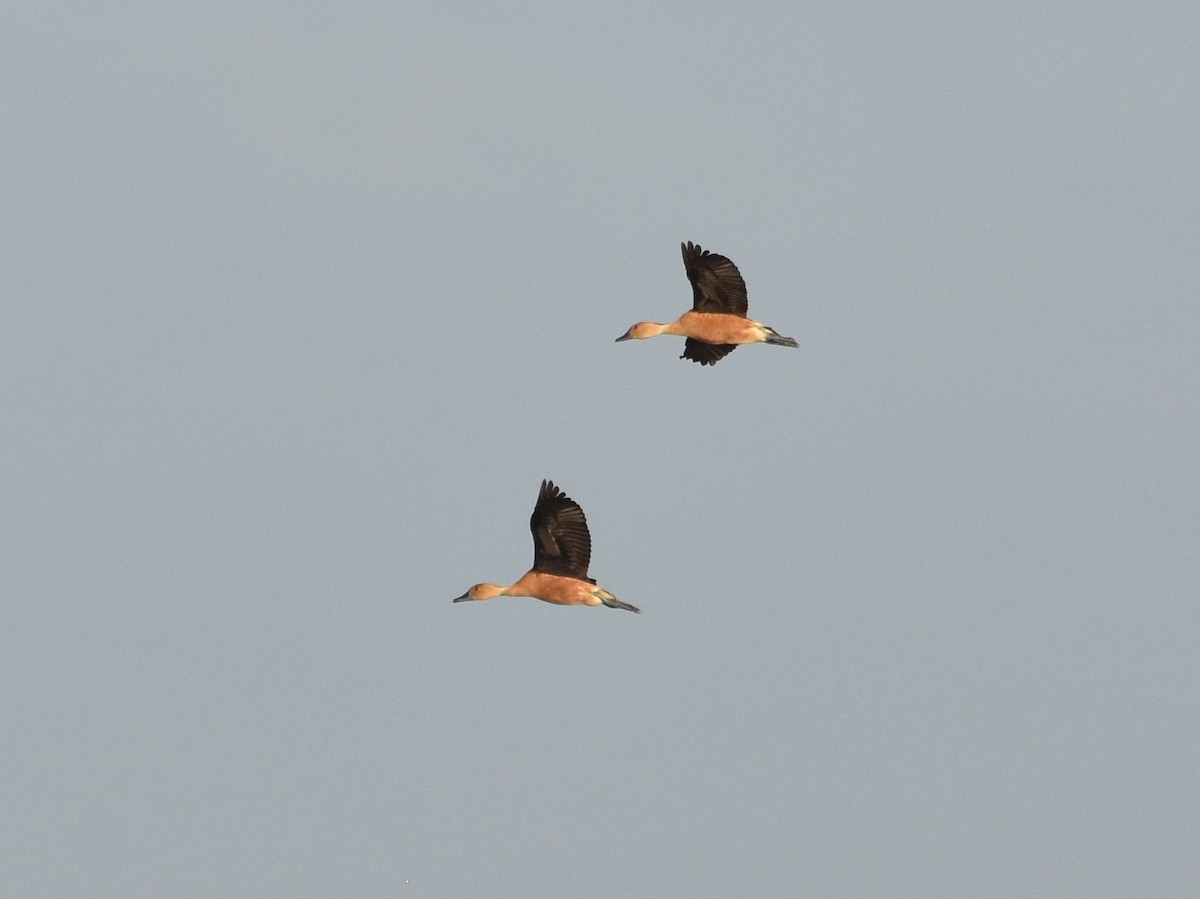 Fulvous Whistling-Duck - ML109318441