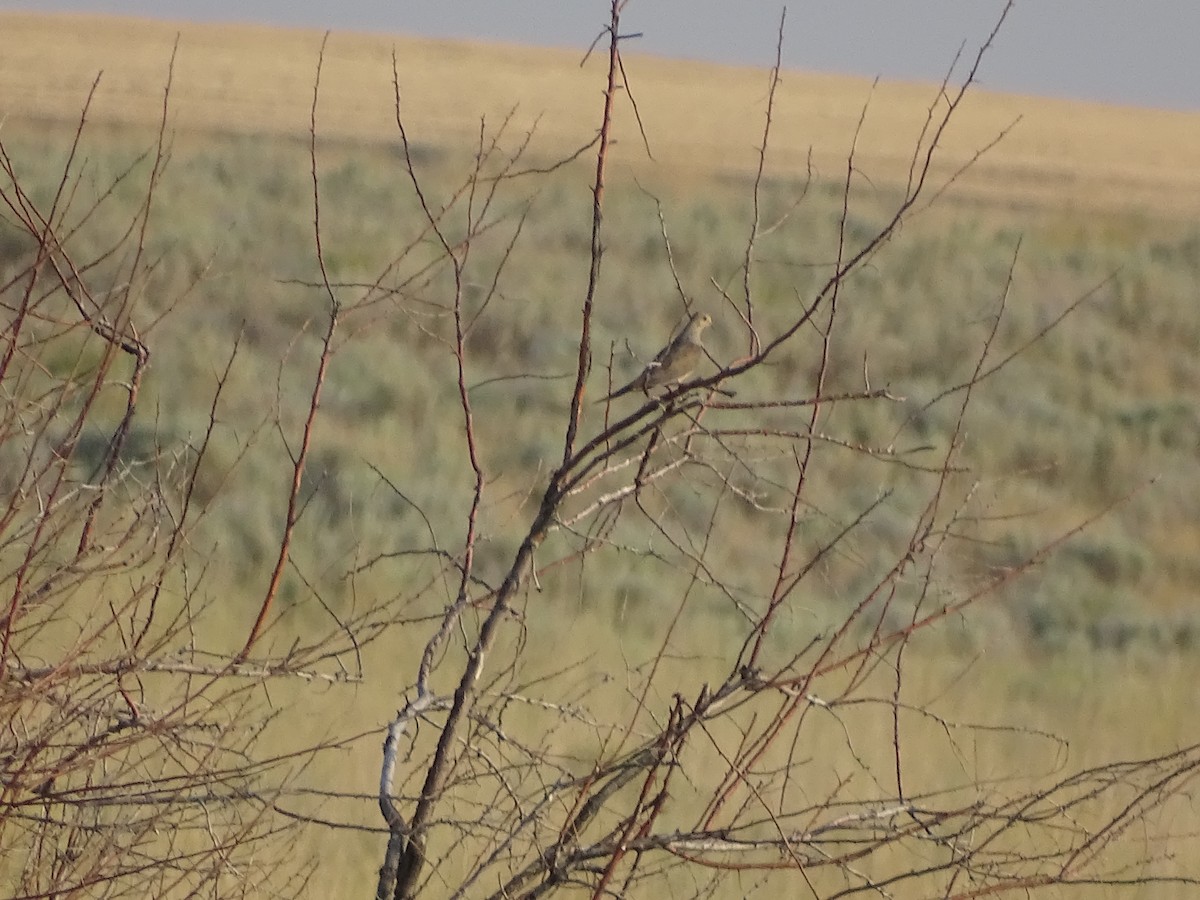 Mourning Dove - ML109319631