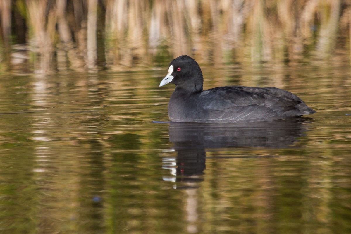 Eurasian Coot - ML109320441