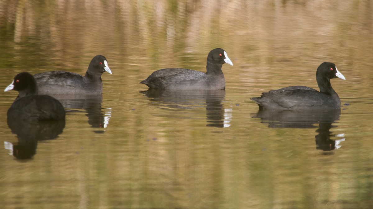 Eurasian Coot - ML109320501