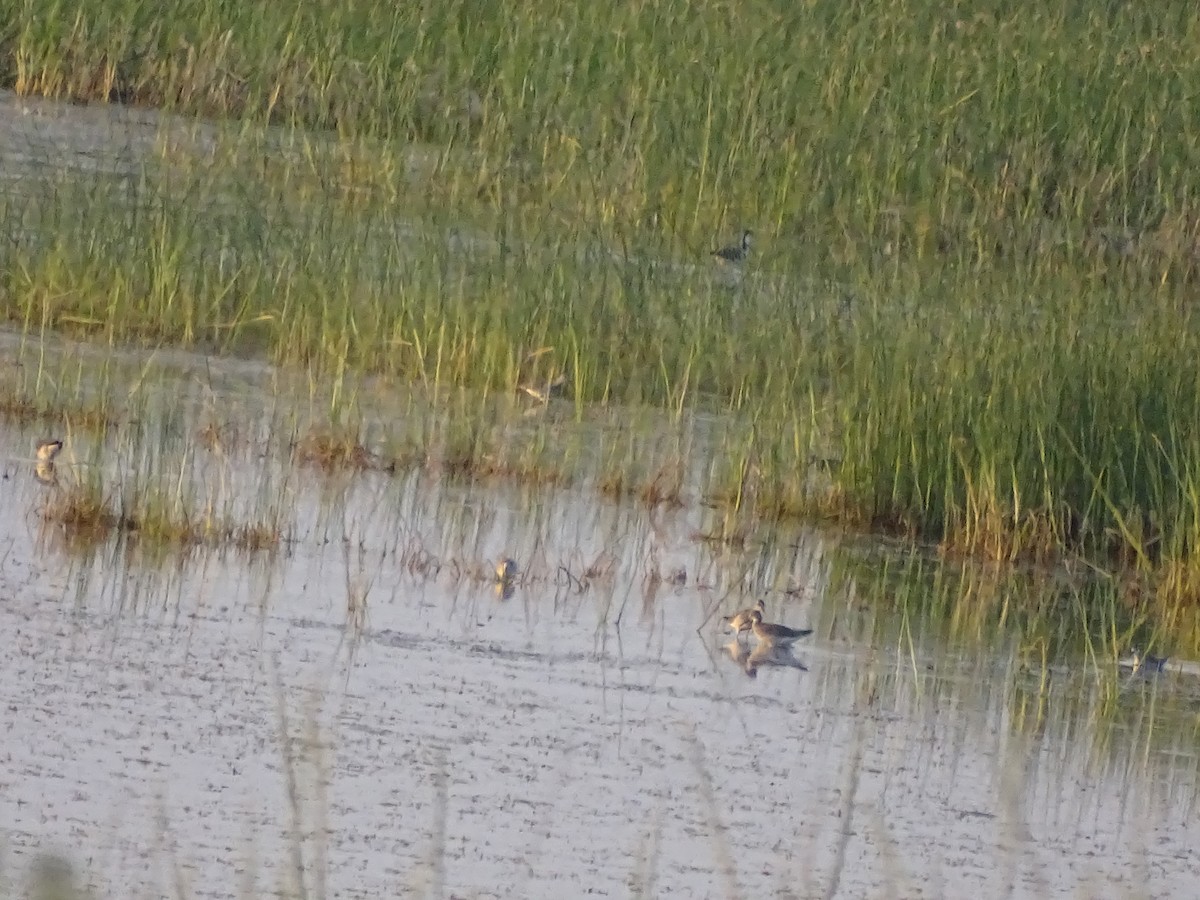 Black-necked Stilt - ML109321231