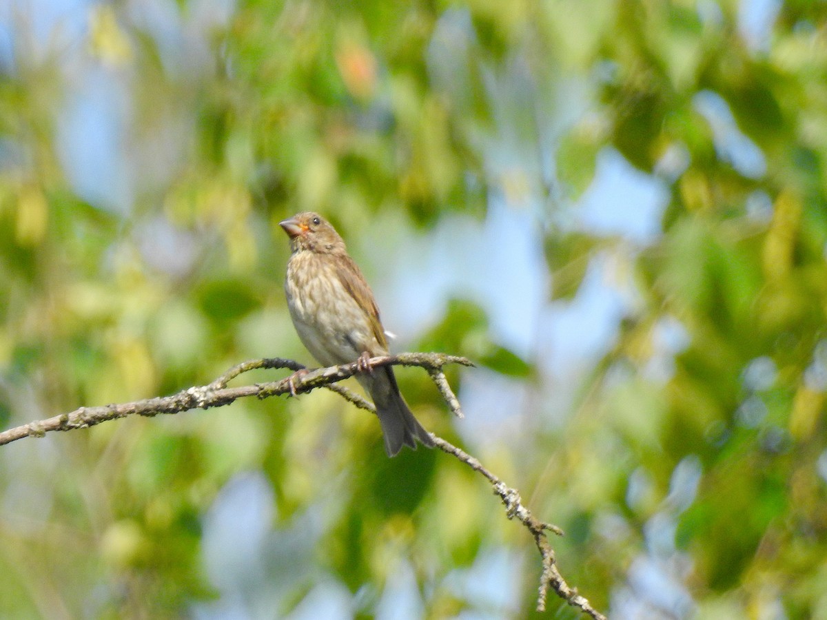 Purple Finch - ML109321361