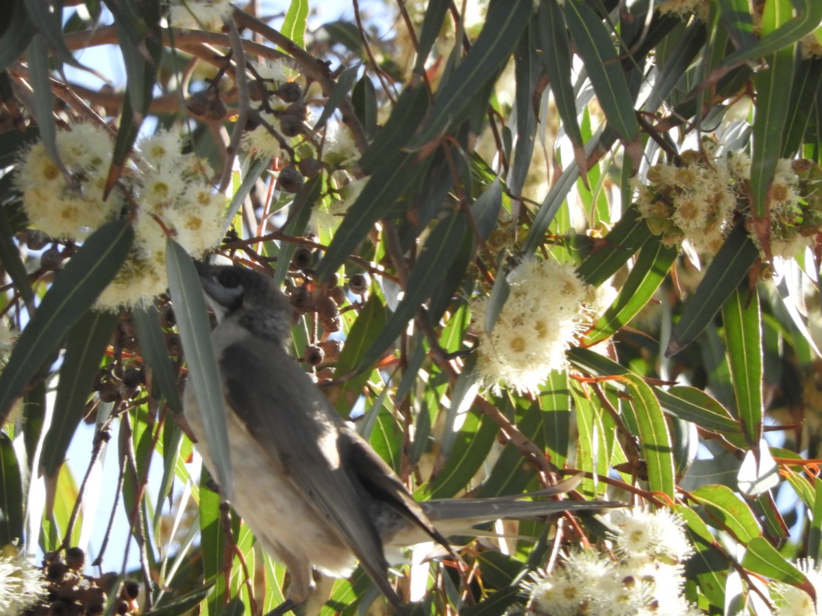 Little Friarbird - ML109321901