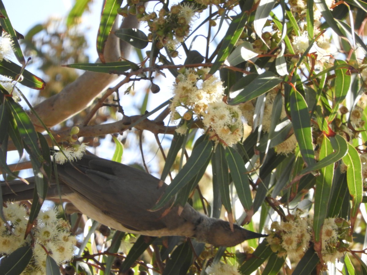 Little Friarbird - ML109321911