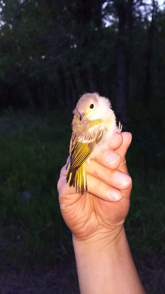 Yellow Warbler - ML109321951