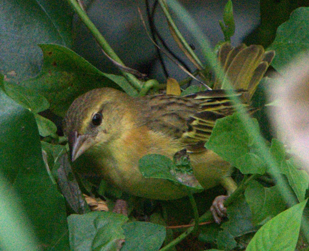 Golden-backed Weaver - Steven Cheong