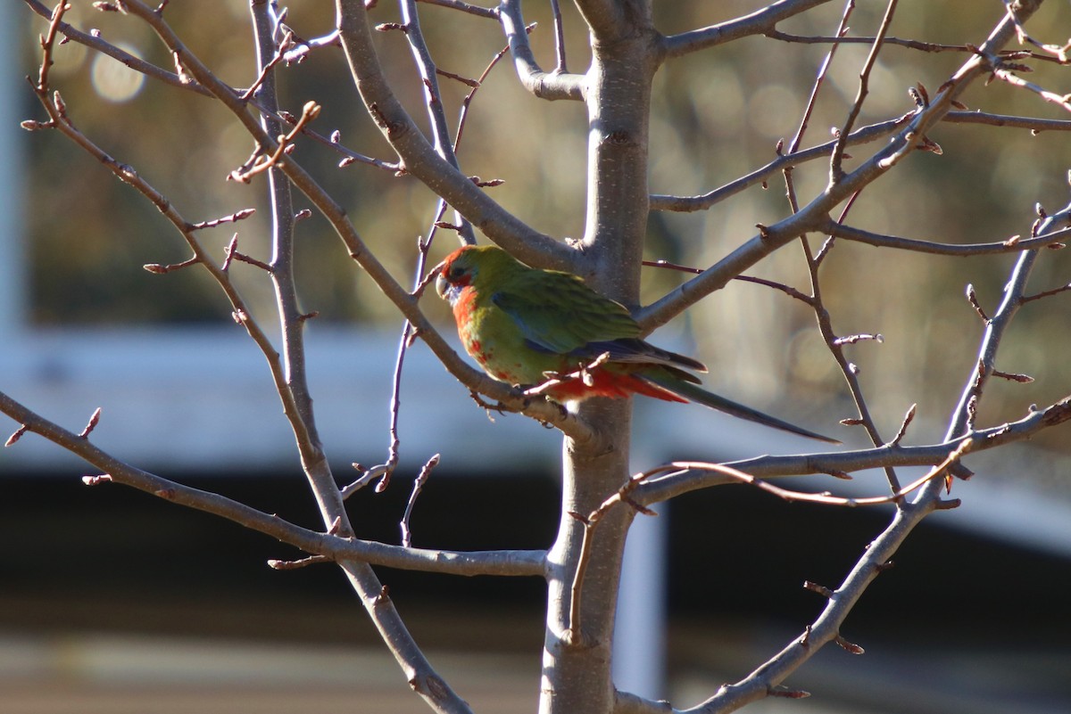 Crimson Rosella - ML109325641