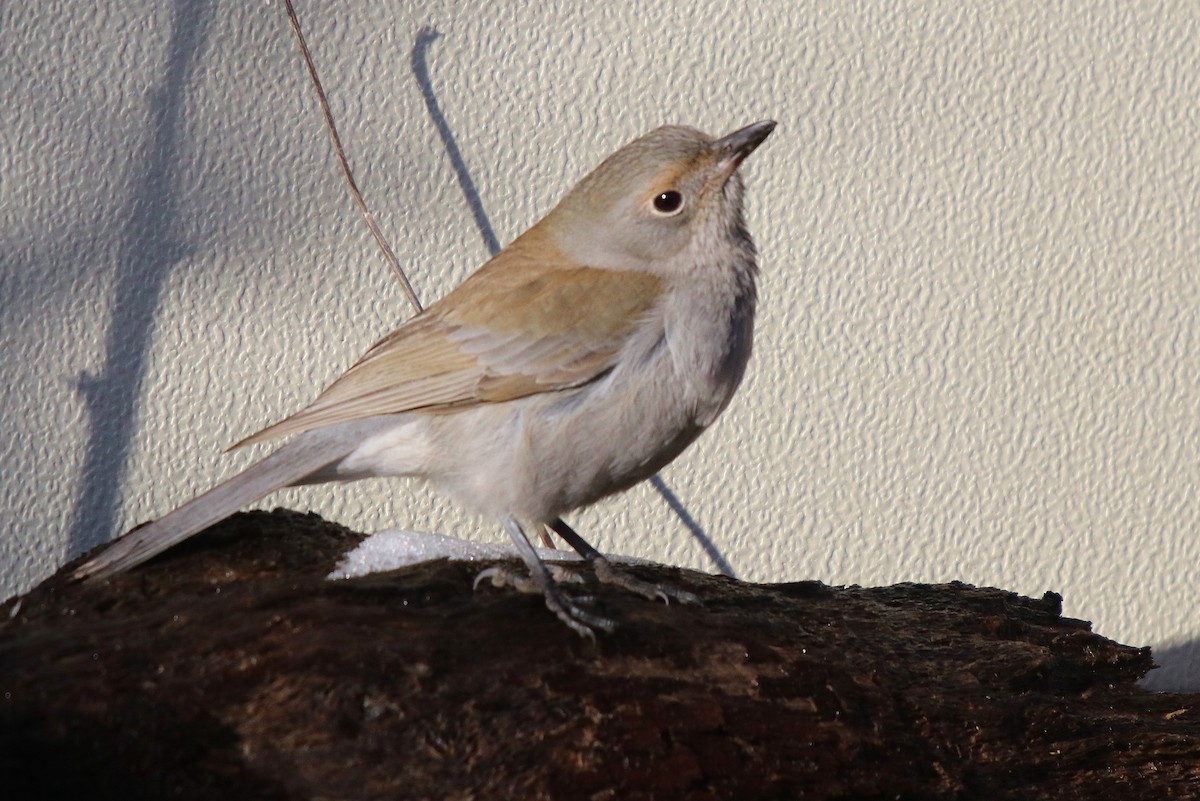 Gray Shrikethrush - ML109325781